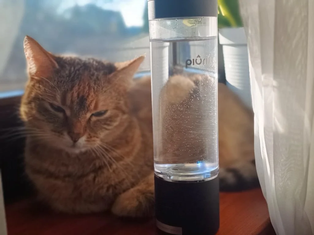 Floppy the cat next to a hydrogen water bottle