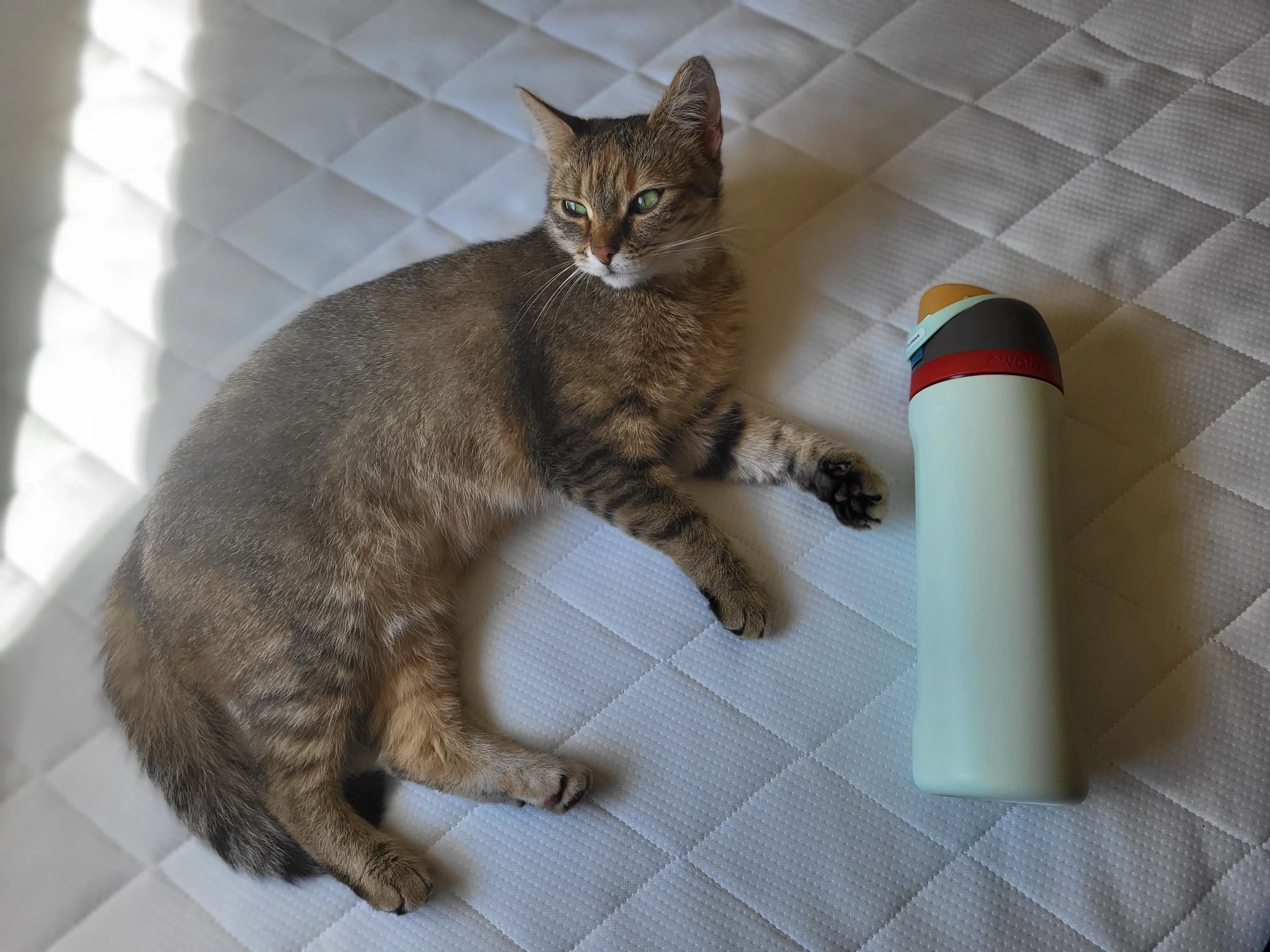 Floppy the cat next to an Owala water bottle